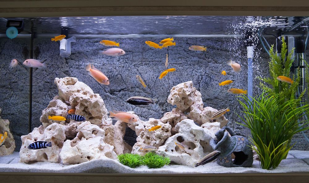 Aquarium Fish Care